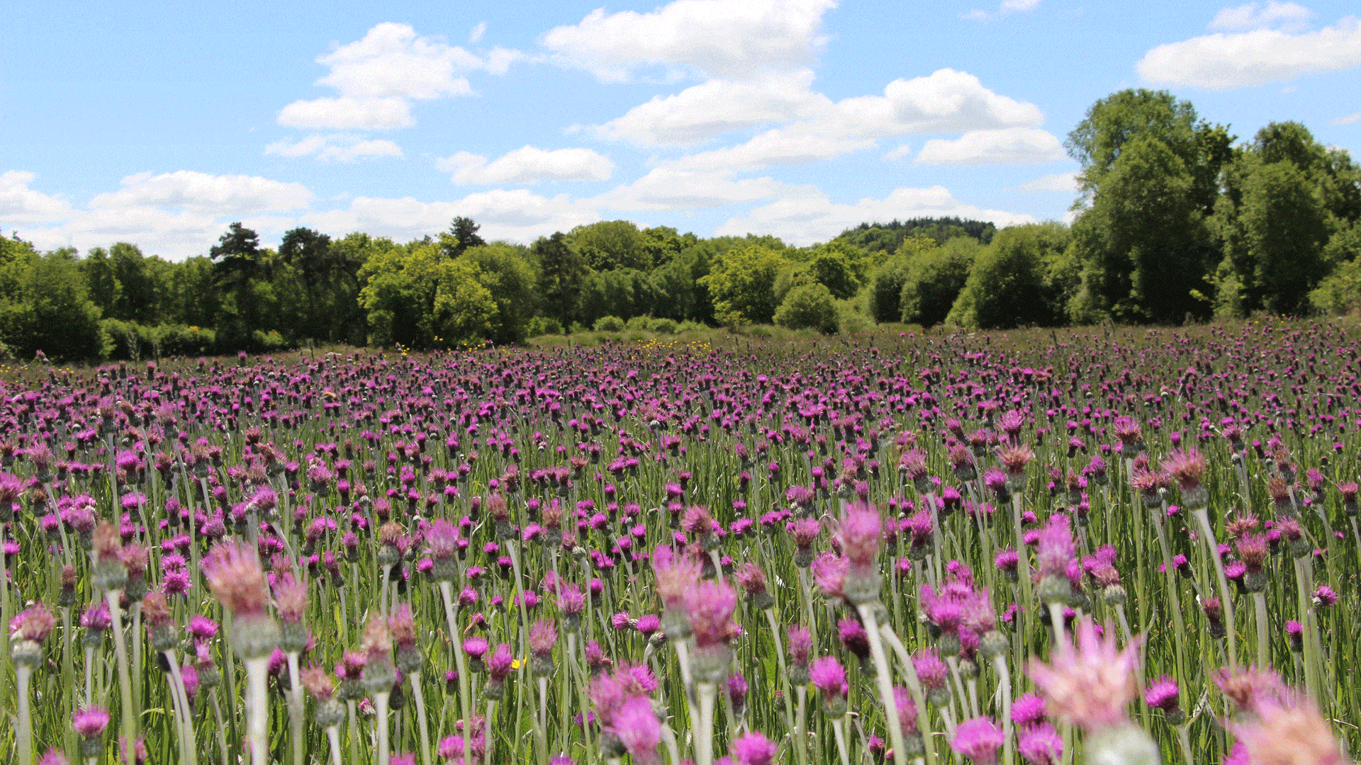 Champ de cirse des Anglais dans la Réserve naturelle régionale de Plounérin