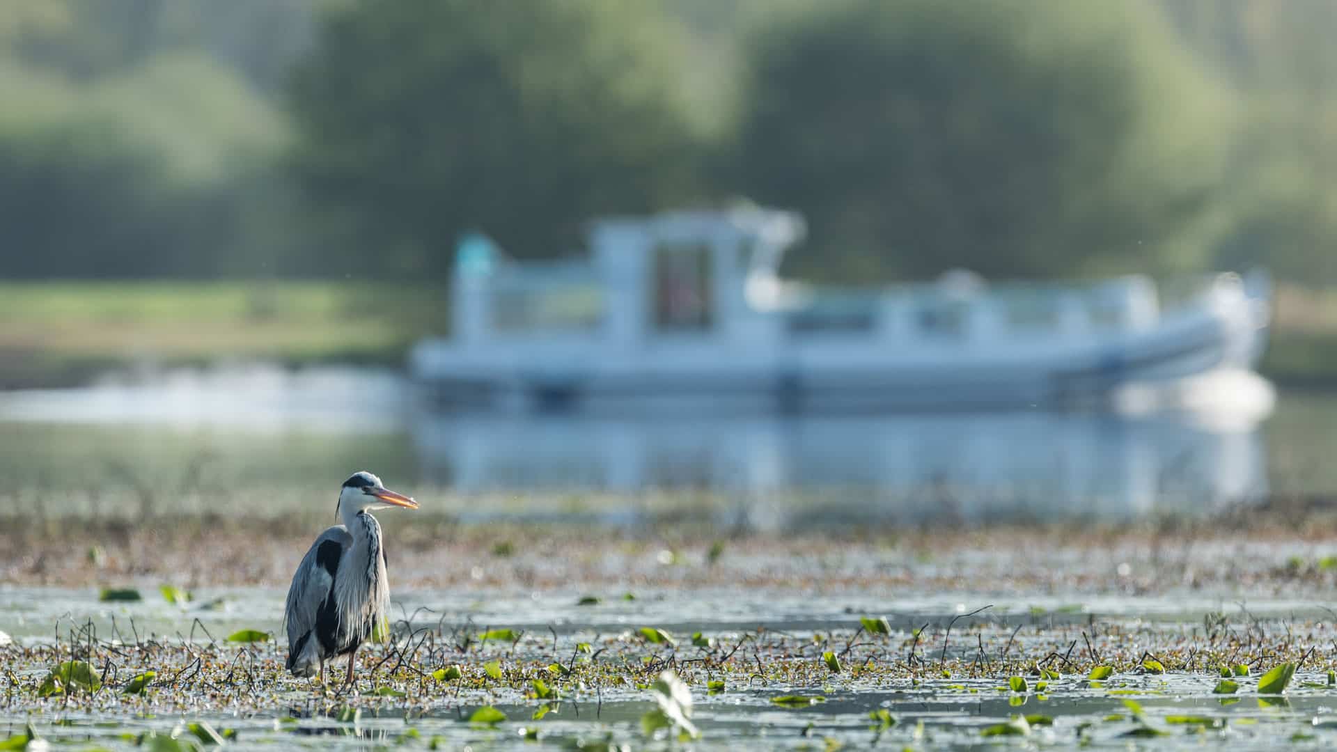 Héron cendré dans les marais de Glénac (56)