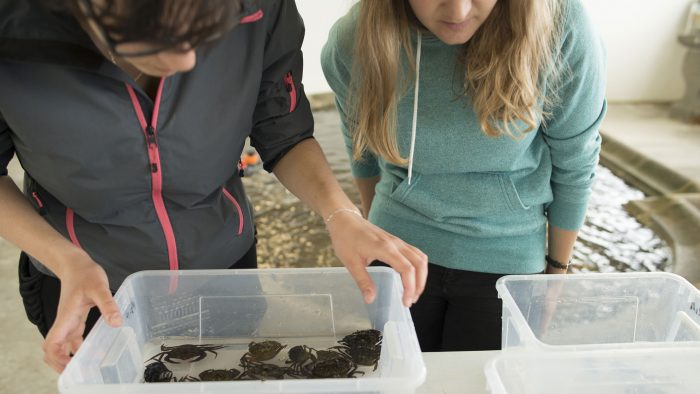 jeunes chercheurs regardant des étrilles dans un laboratoire