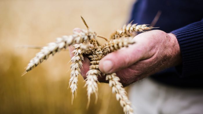 Main d'agriculteur présentant une belle poignée de blé