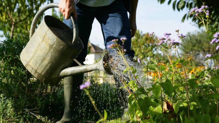 Gros plan sur un jardinier arrosant une plate-bande de fleurs