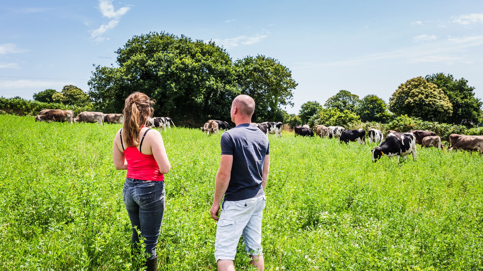 Couple d'agriculteurs regardant un champs avec des vaches