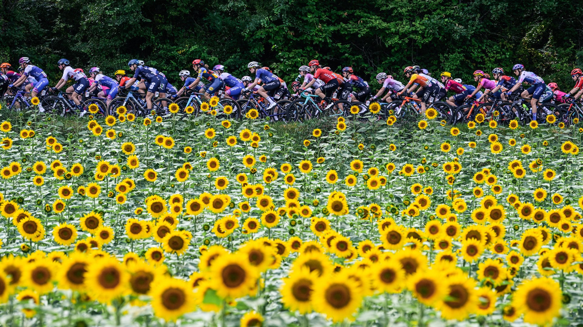 Cycliste du tour de France le long d'un champs de tournesols