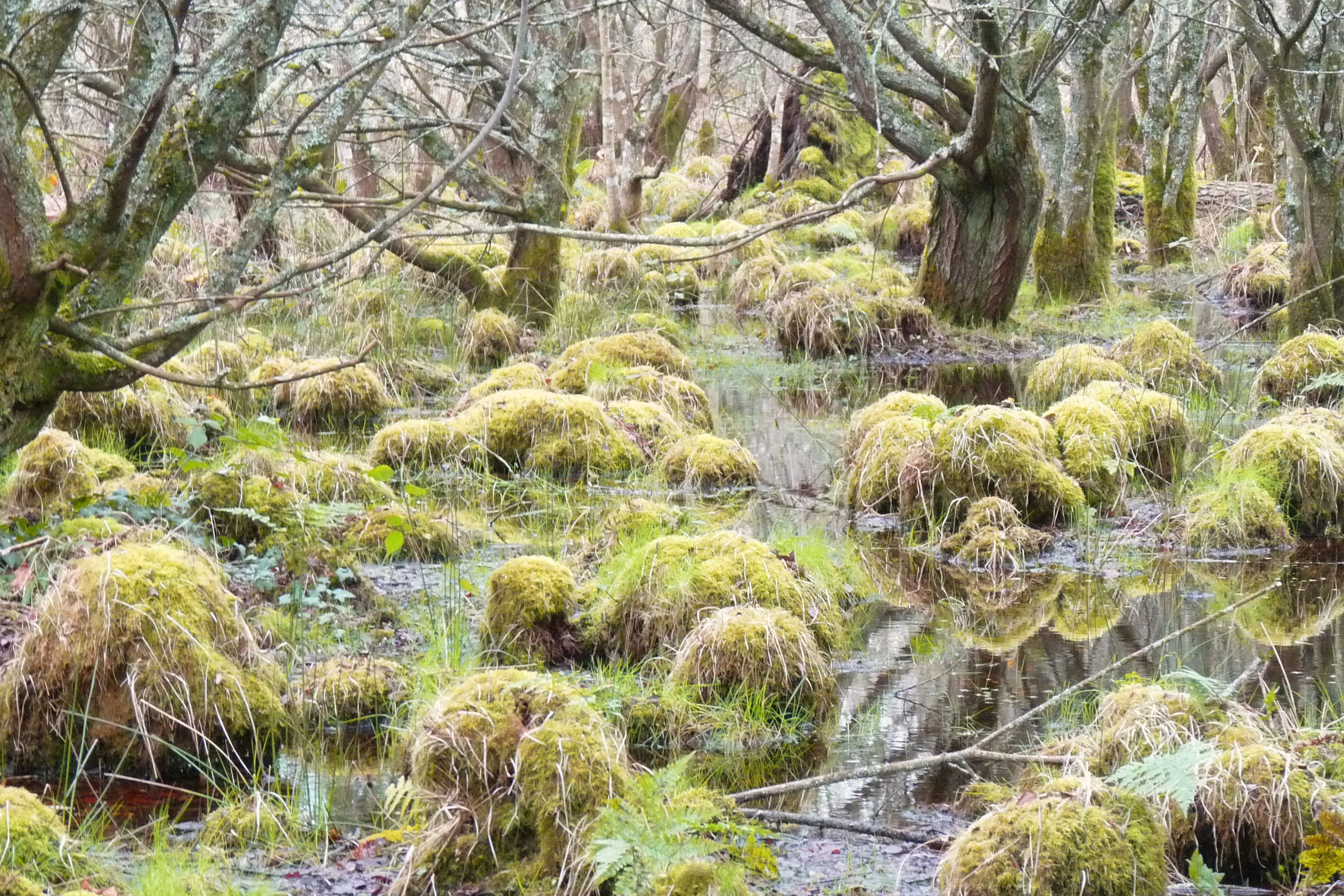 Vue sur la zone humide de Langazel dans le Finistère