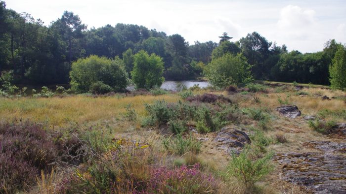 Landes de Monteneuf