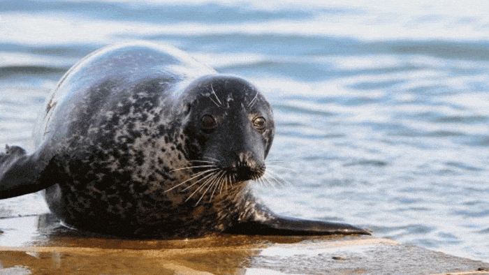 Phoque veau marin observé à la cale de Mordreuc, à Pleudihen-sur-Rance