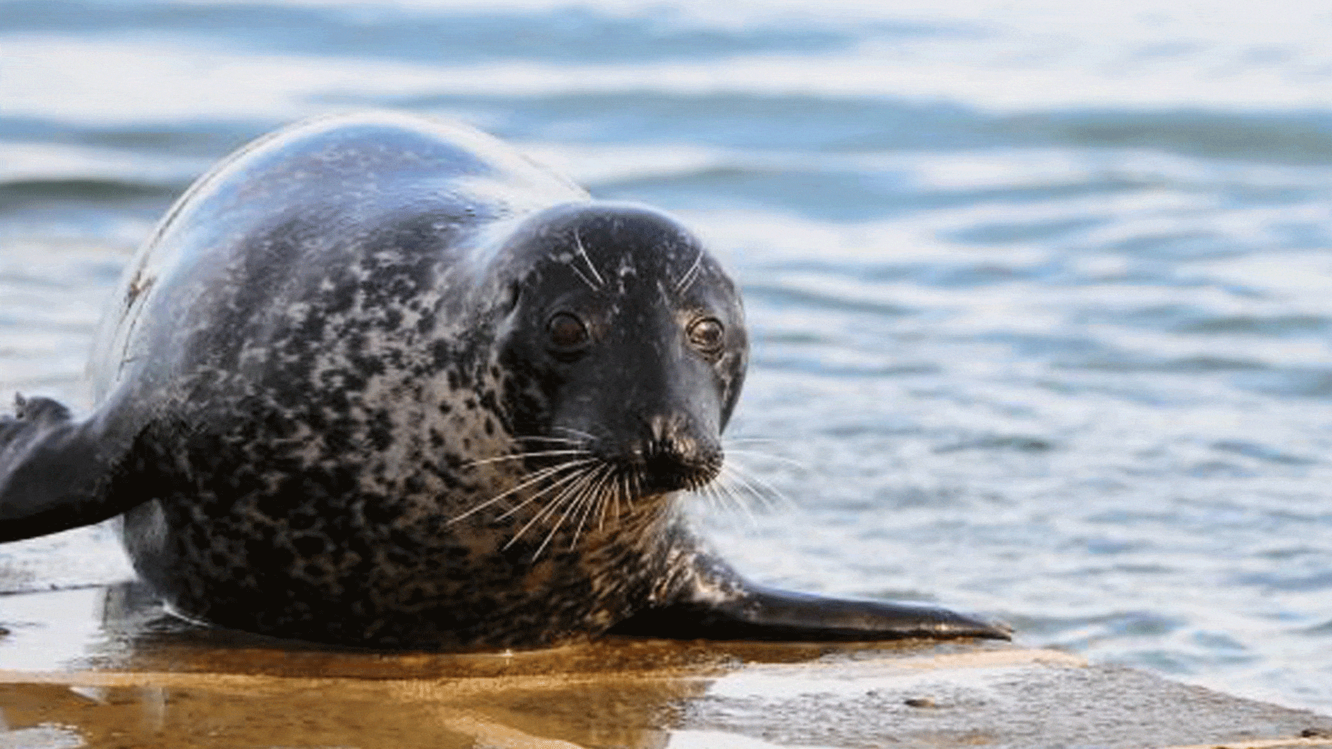 Phoque veau marin observé à la cale de Mordreuc, à Pleudihen-sur-Rance