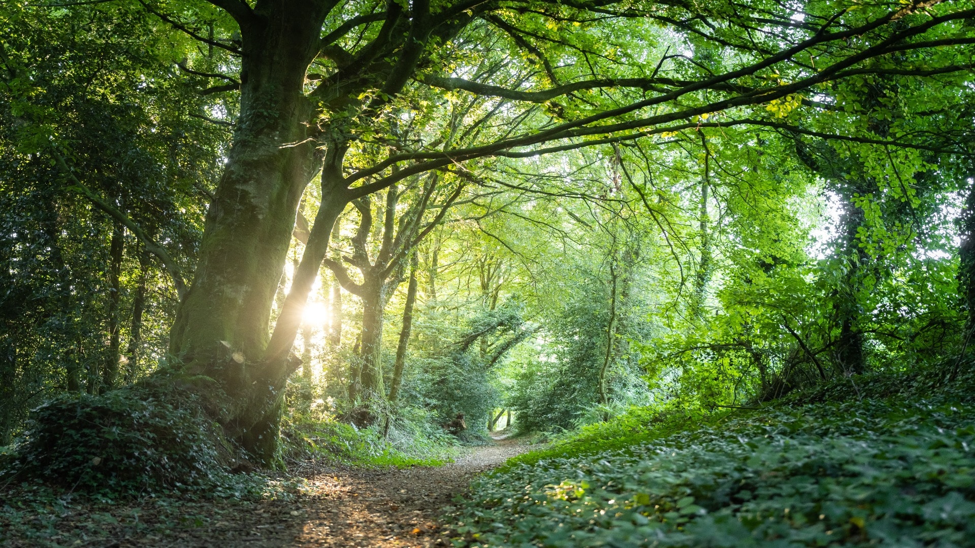 Chemin de randonnée en forêt à La Noë Sèche, Le Foeil dans les Côtes d'Armor