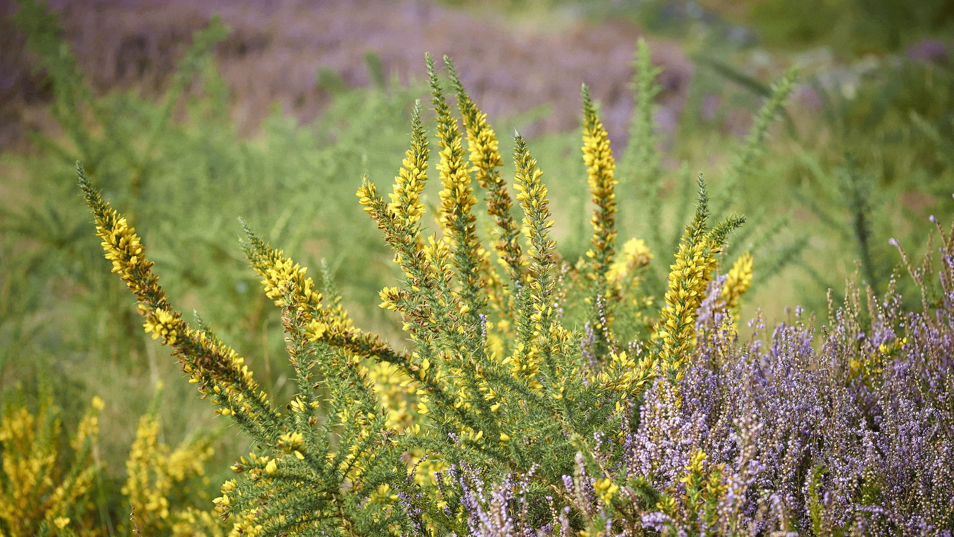 Ajonc nain et callune dans la Réserve naturelle régionale de Monteneuf