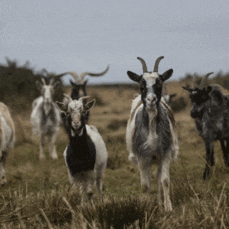 Chèvres de fossés