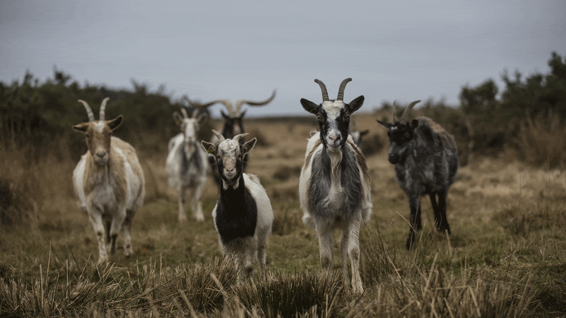 Chèvres de fossés