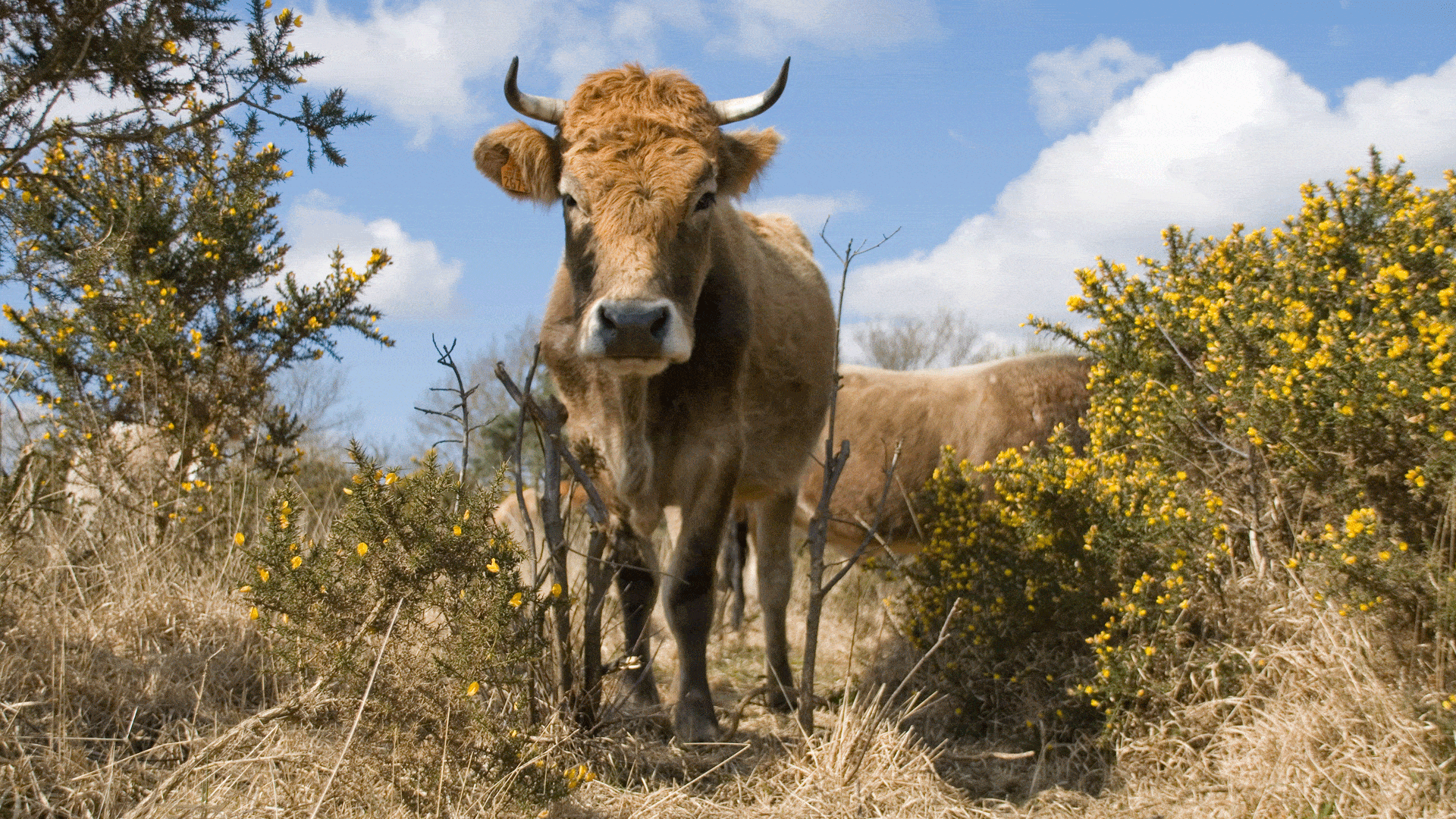 Vache nantaise en pâturage dans la lande de la Réserve naturelle régionale des landes et tourbières du Cragou et du Vergam