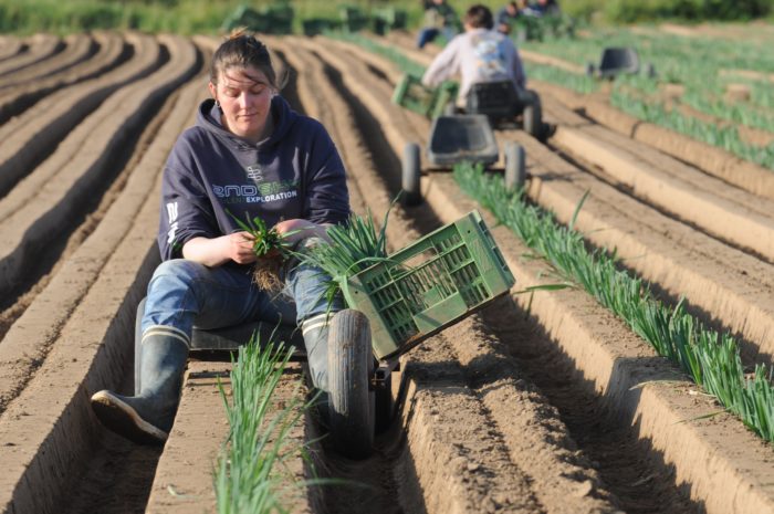 agricultrice dans un champ cultivé