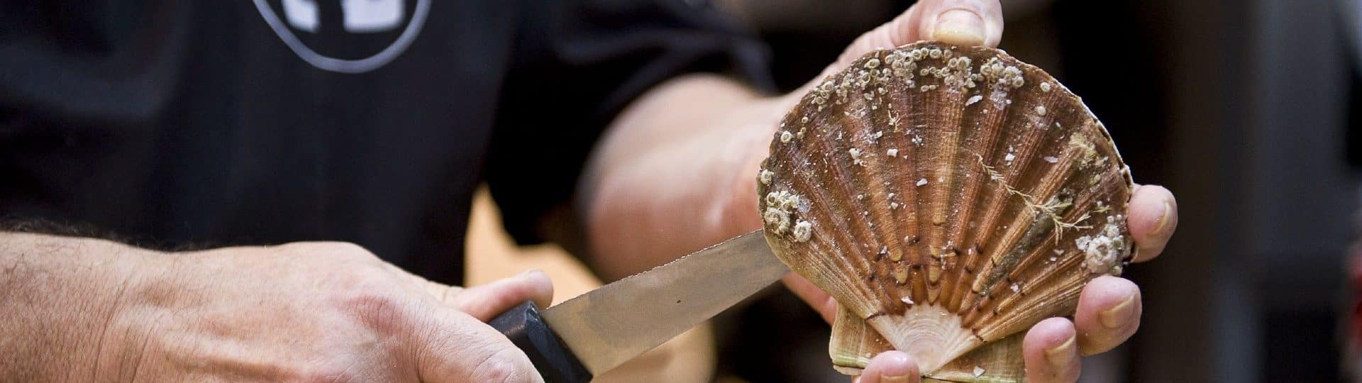 Coquille Saint-Jacques