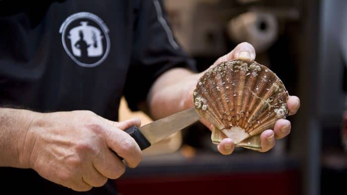 Coquille Saint-Jacques