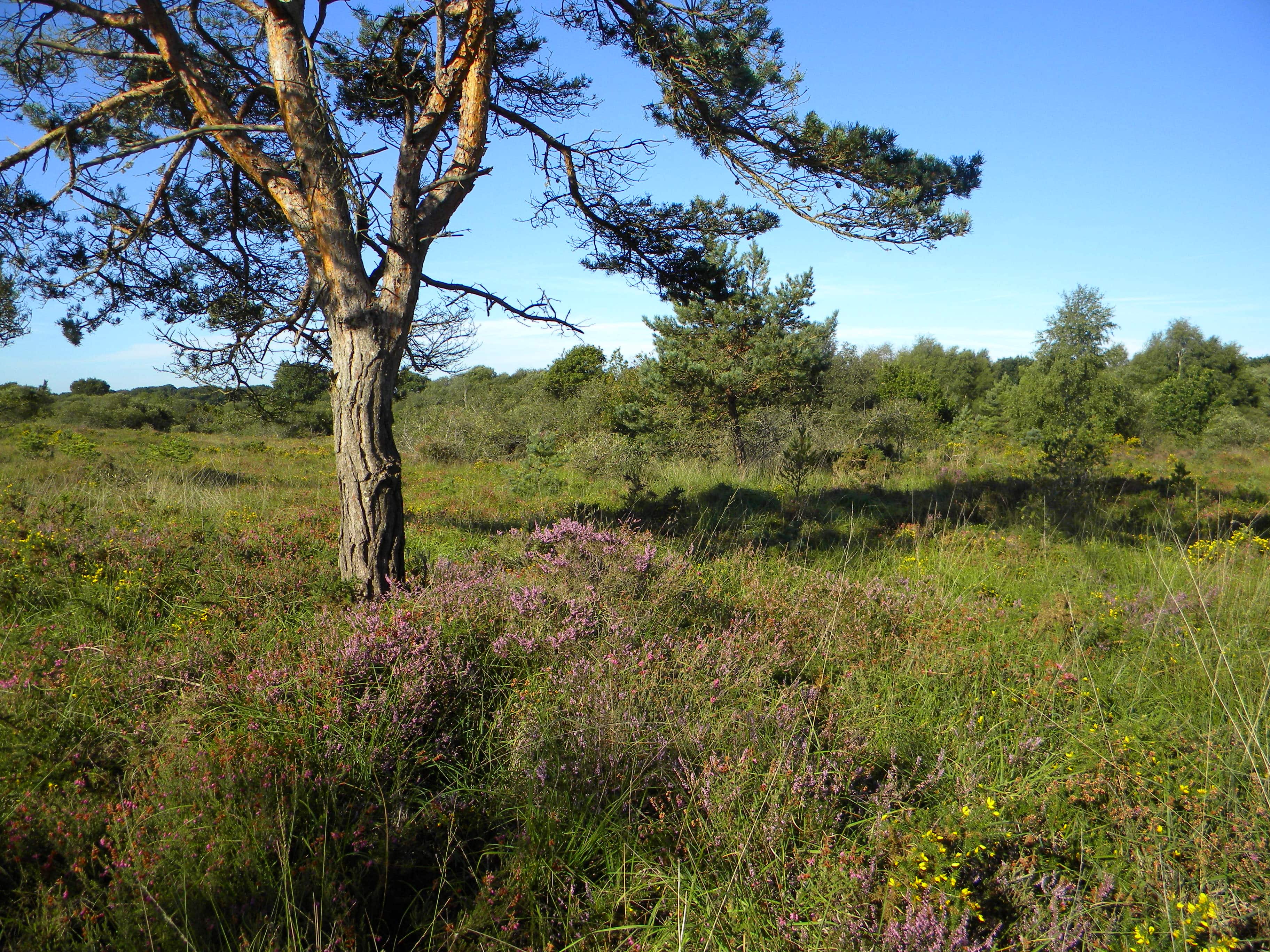 Vue sur les landes de La Poterie (Côtes d'Armor)