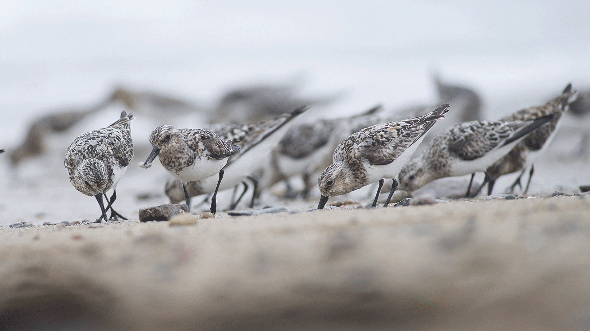 Le Bécasseau sanderling est une espèce d'oiseaux migrateurs visible presque toute l'année dans la Réserve naturelle du Sillon de Talbert