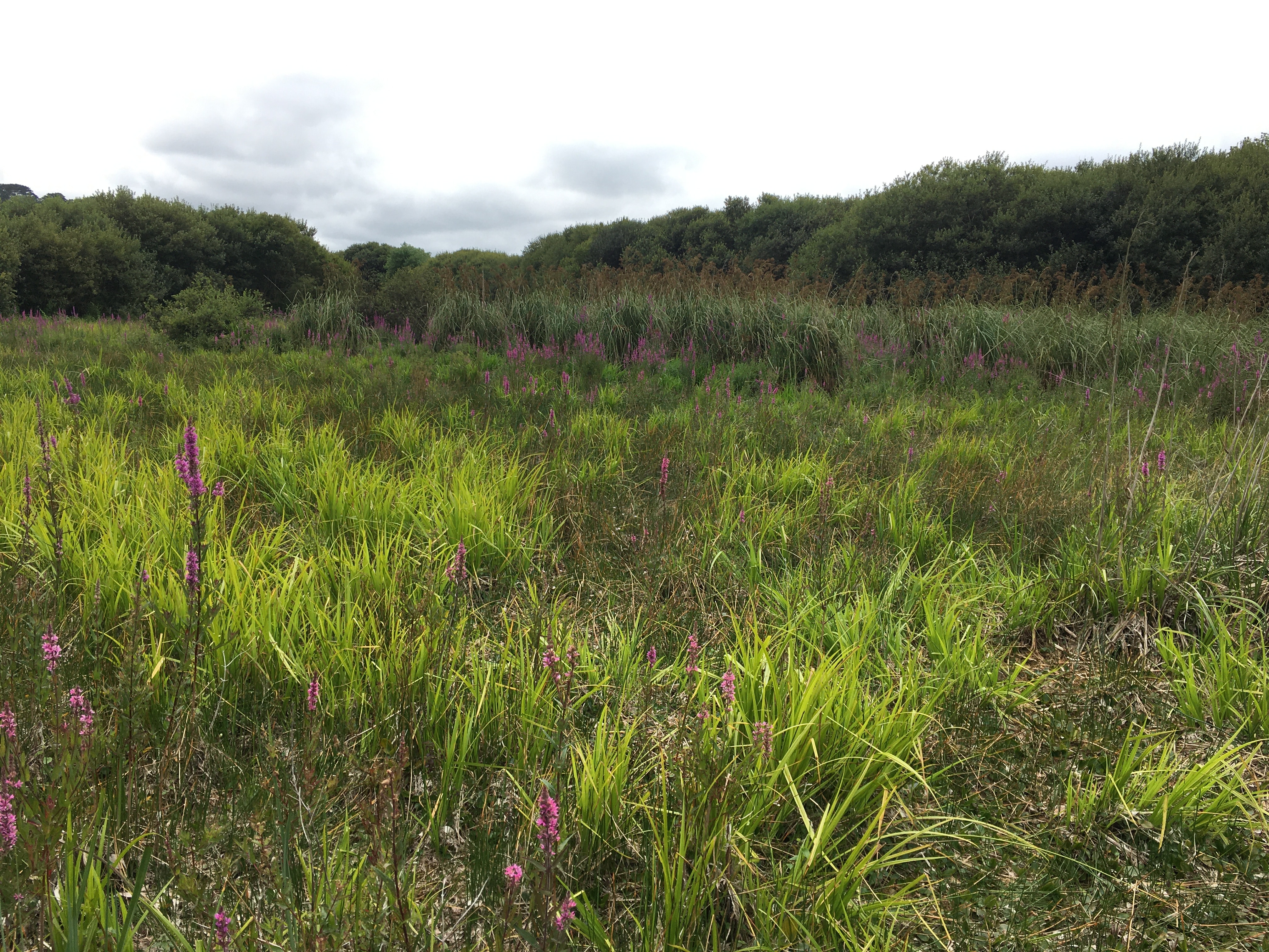 Vue sur les dunes et marais littoraux Guisseny dans le Finistère