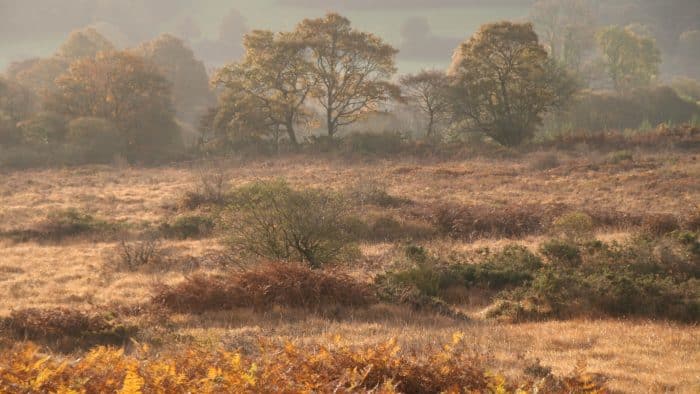 Landes Cragou Vergam