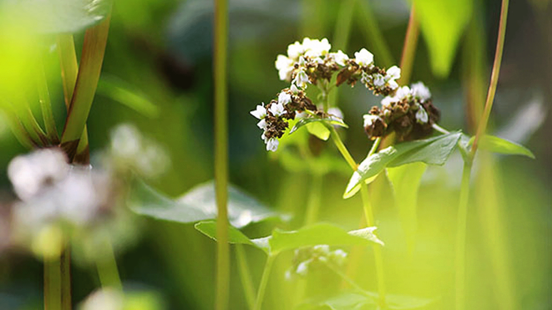 Fleur de blé noir