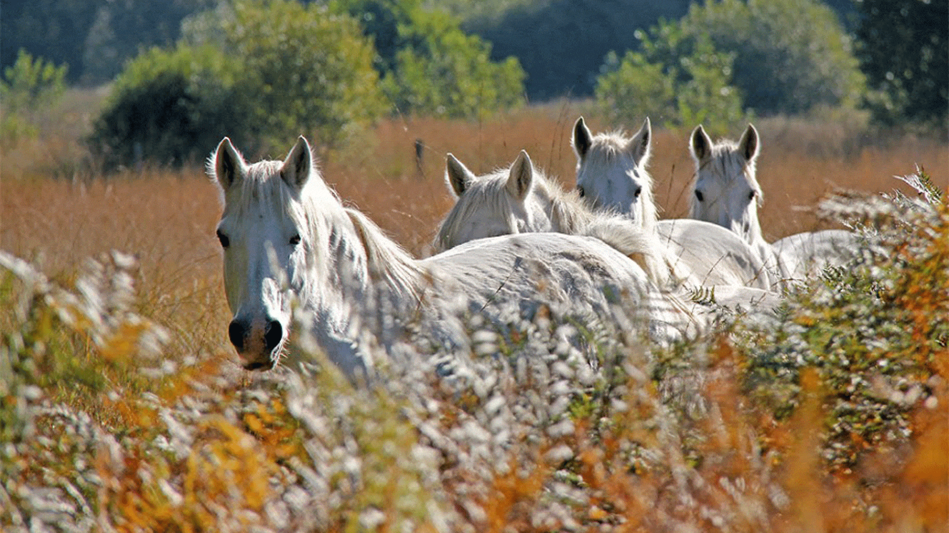 Des juments camarguaises assurent l'entretien de la Réserva naturelle régionale des landes, prairies et étangs de Plounérin