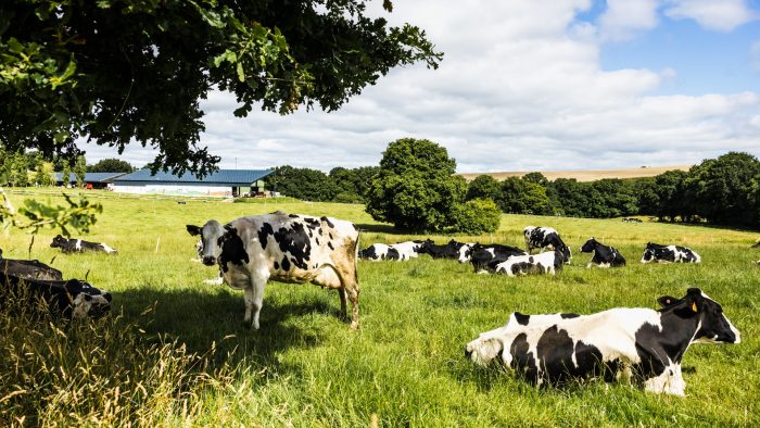 Vaches dans un champ