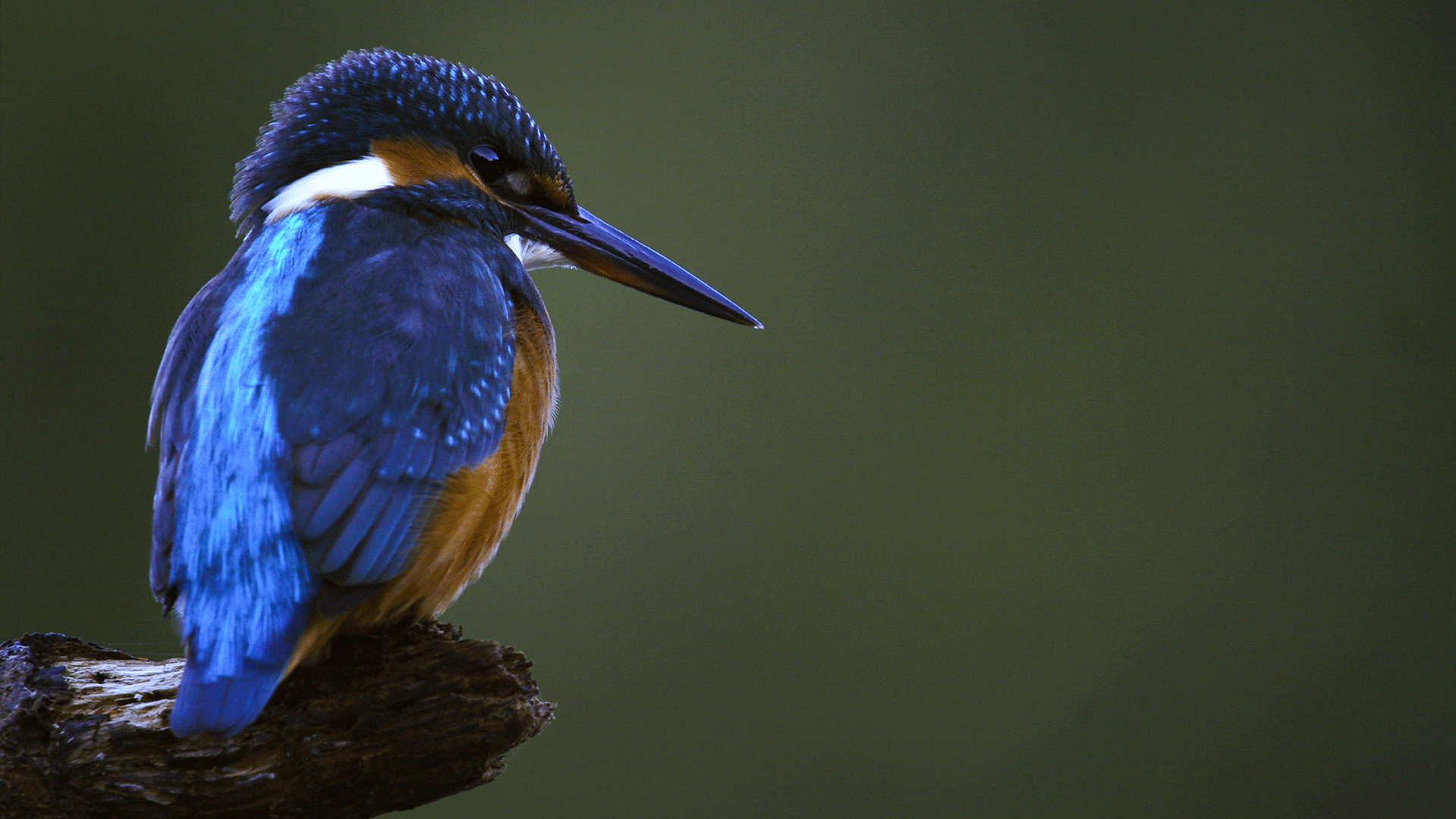 Martin-pêcheur