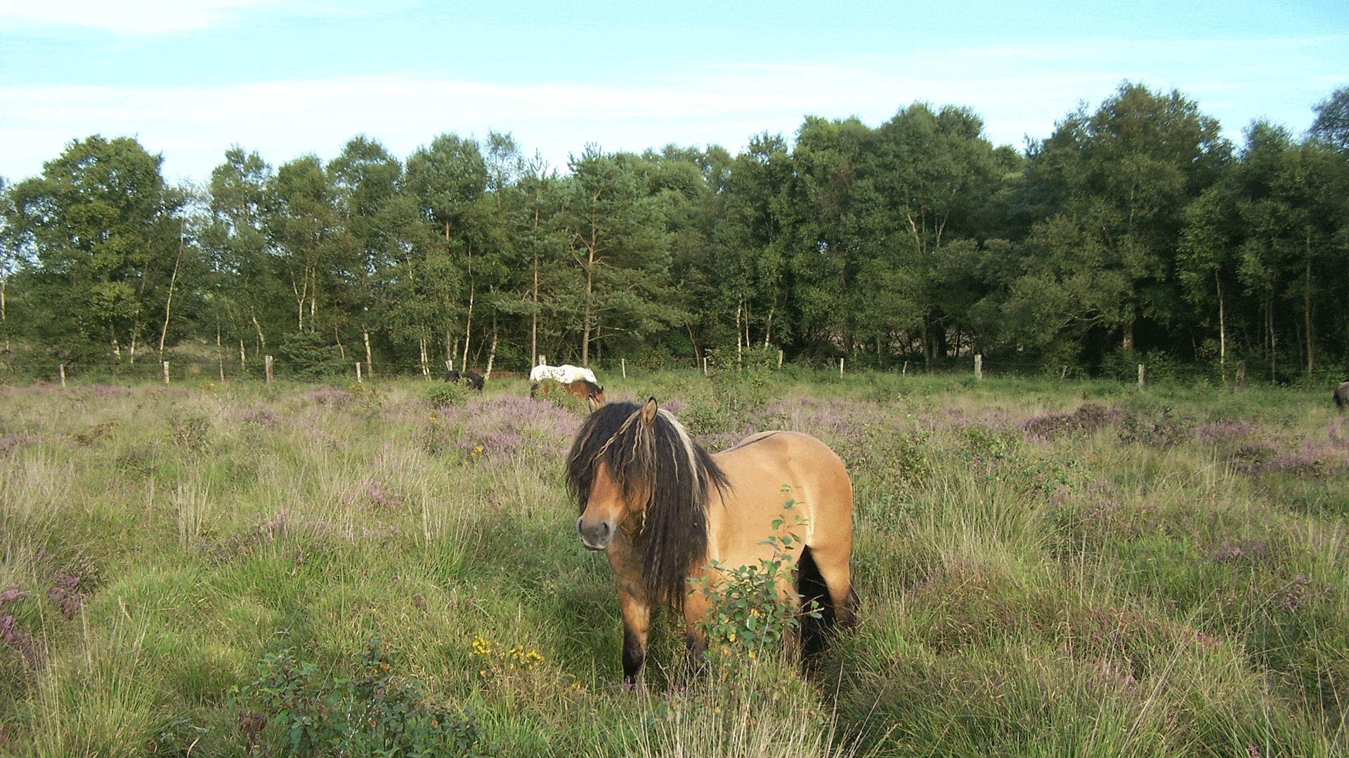 Des poneys pâturent dans la Réserve naturelle régionale de Glomel.