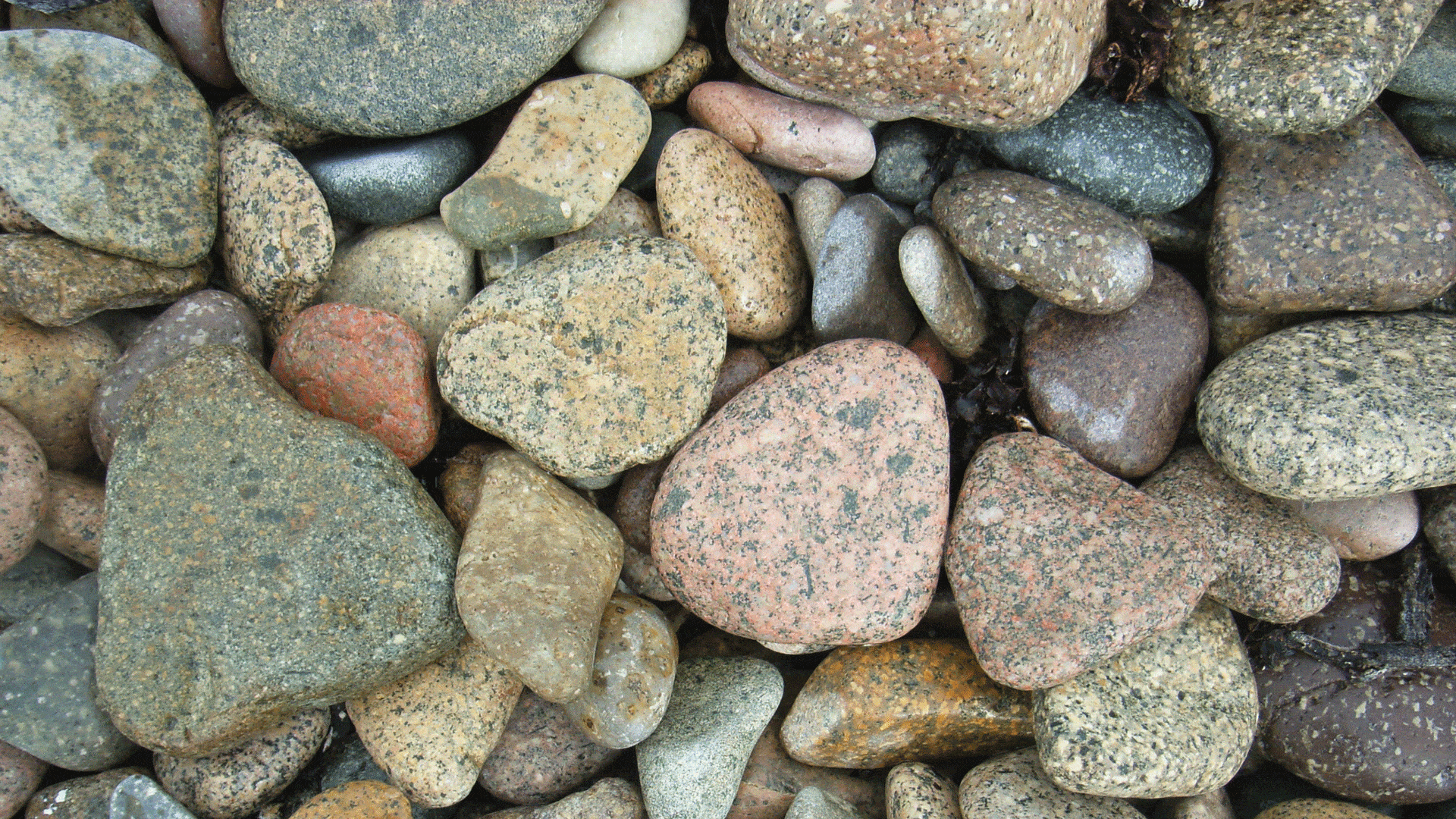 Vue sur un amas de galets - Grès rose, silex, gneiss.. on trouve 26 types de roches sur le cordon du Sillon de Talbert.