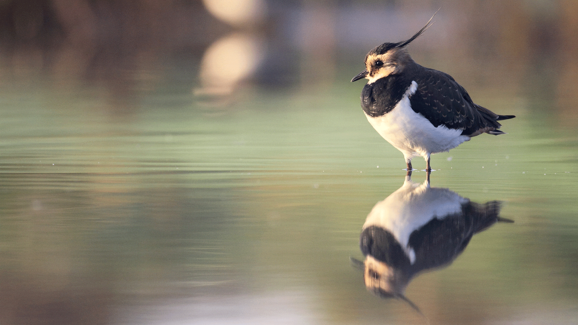 Le Vanneau huppé est une espèce d'oiseau très représentée sur le site de la Réserve naturelle régionale du Petit et Grand Loc'h.