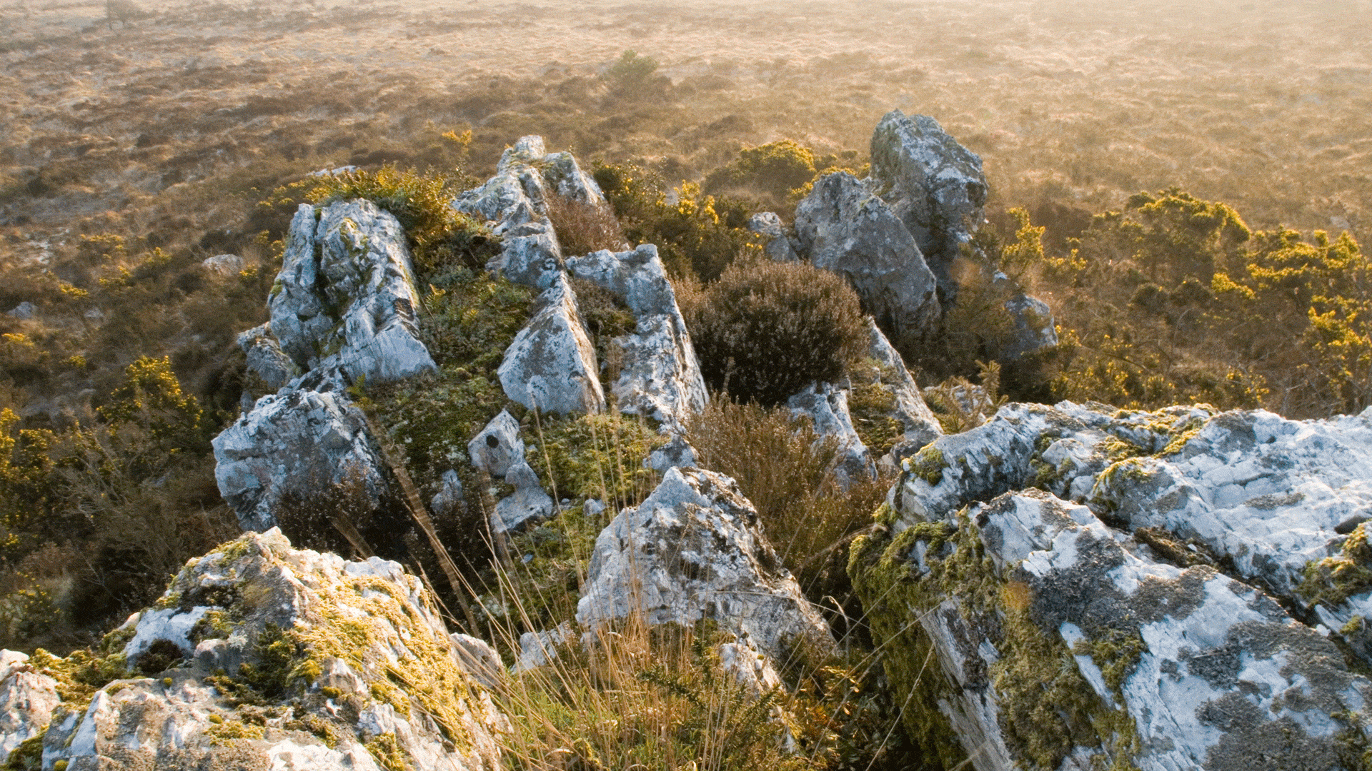 Roc'h Kulkull, le rocher que fréquente également d'autres oiseaux, sur la Réserve naturelle régionale des landes et tourbières du Cragou et du Vergam
