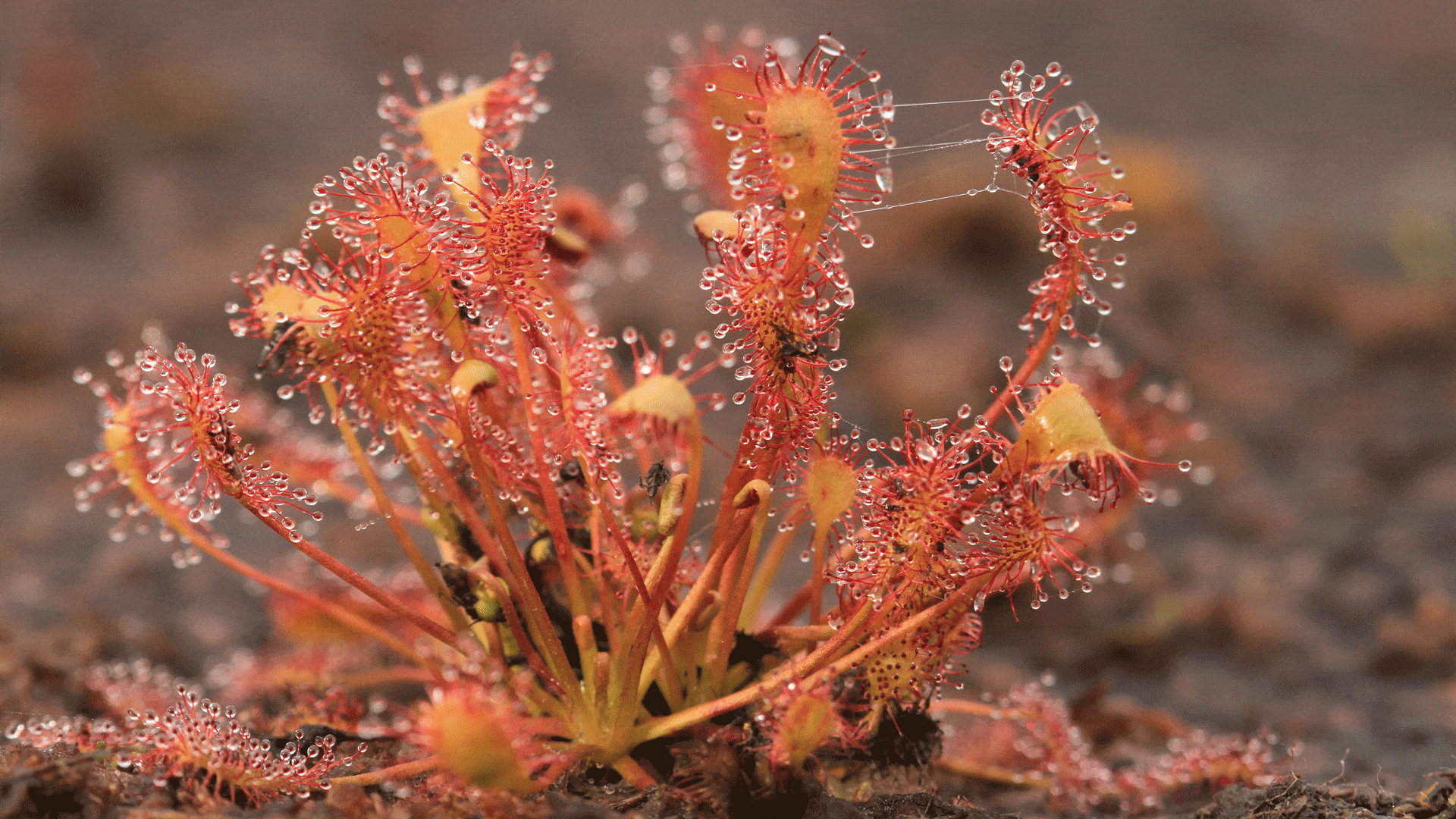 Le Rossolis intermédiaire est une plante carnivore observable sur la Réserve naturelle régionale des landes et tourbières du Cragou et du Vergam.