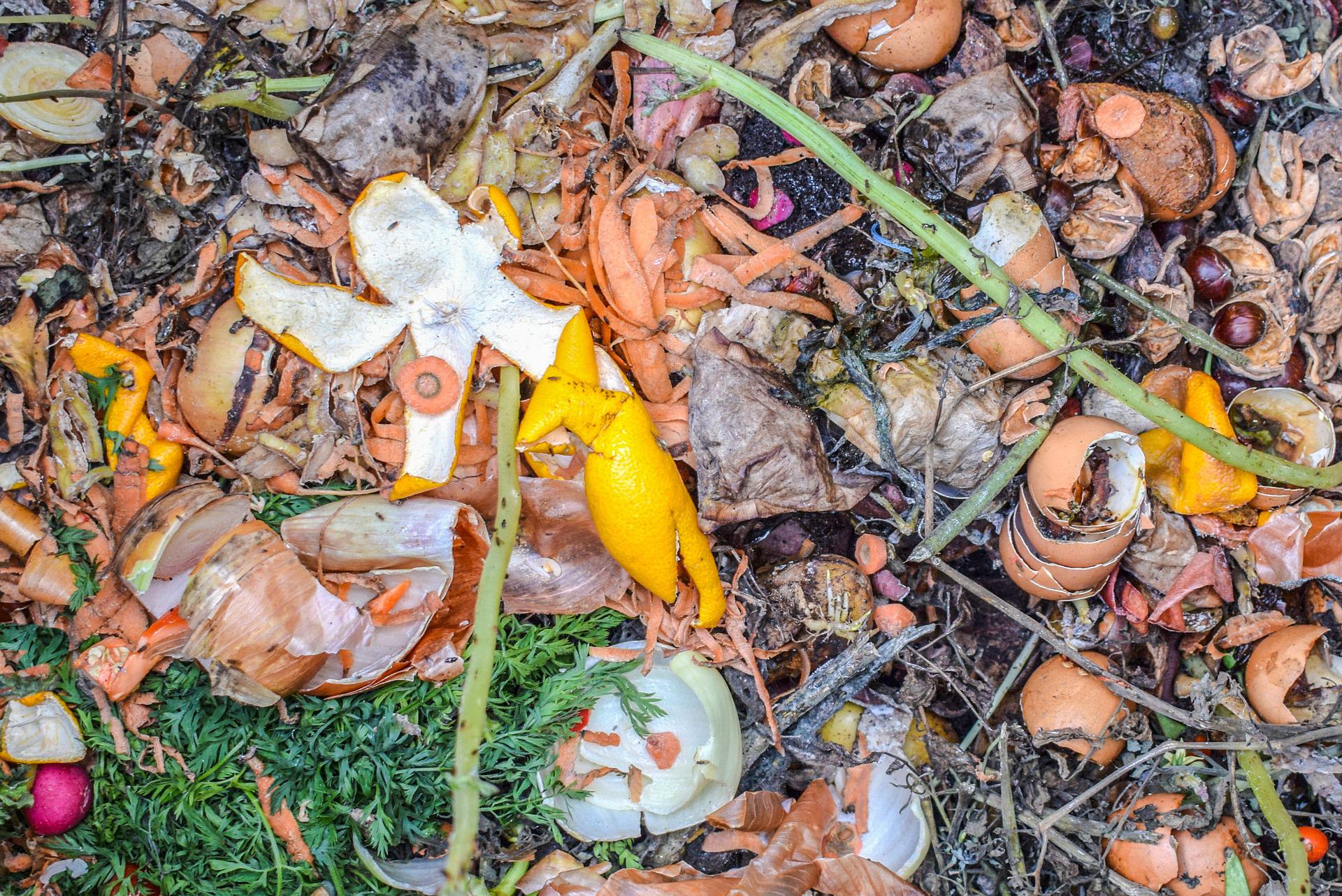 Déchets ménagers (épluchures, coquilles d'oeufdans un compost