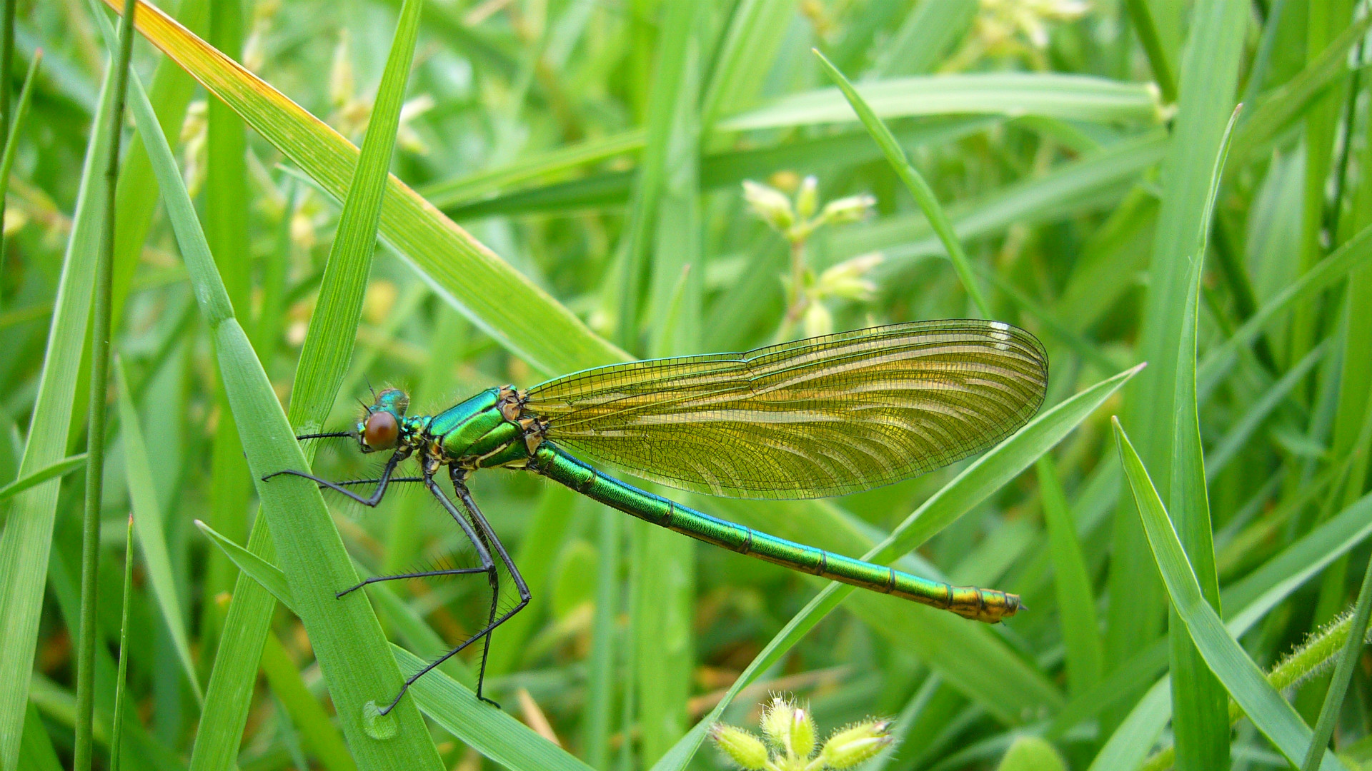 Libellule posée sur un brin d'herbe