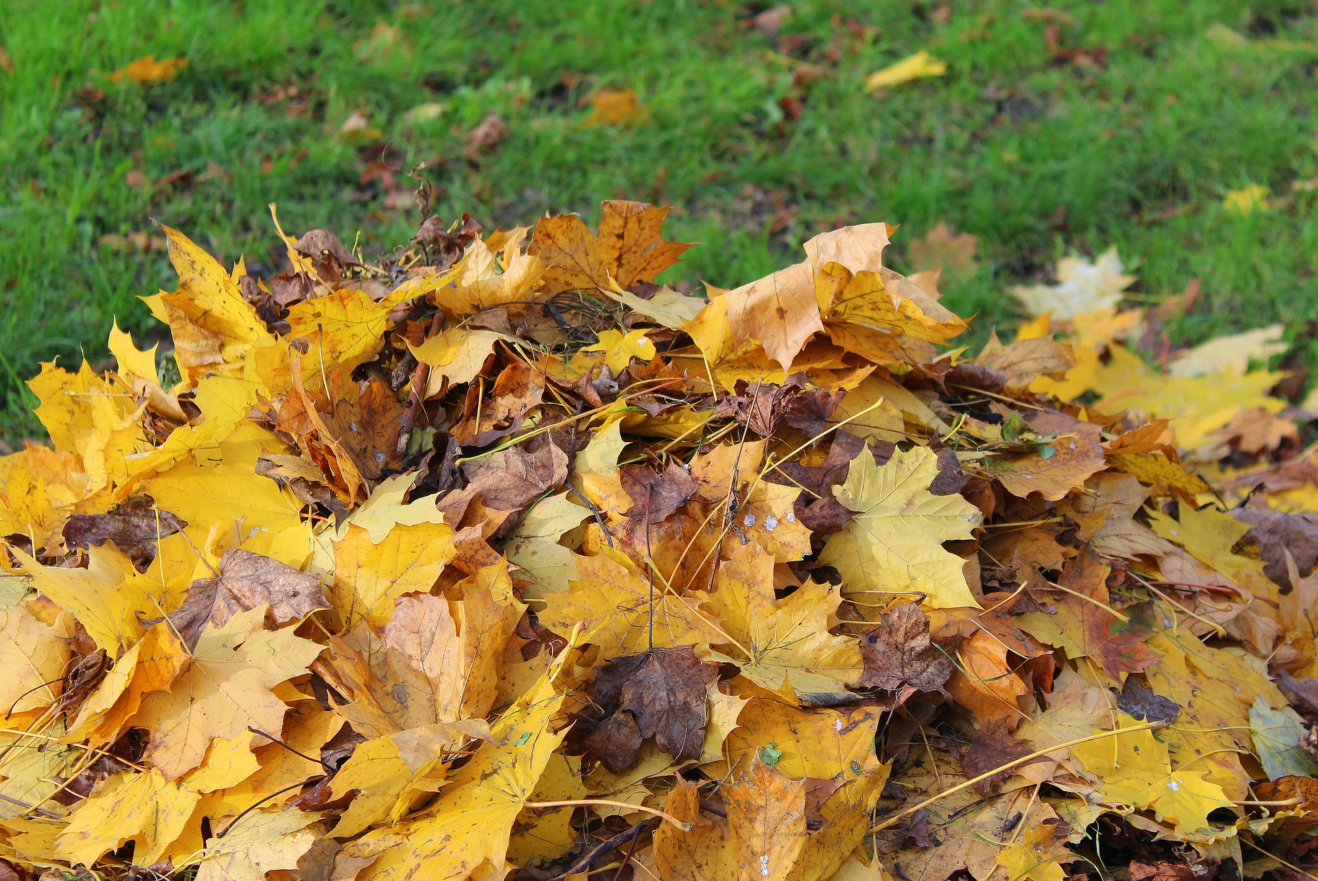 Amas de feuilles mortes jaunes et brunes