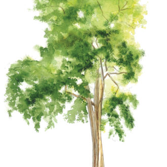 Aquarelle robinier faux acacia (voir l'image en plus grand)