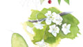 Aquarelle Fleurs et fruits de merisier