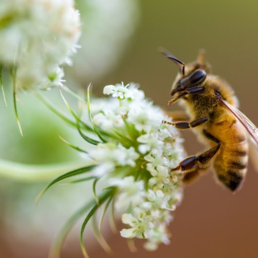 Abeille (voir l'image en plus grand)