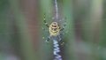 Argiope frelon