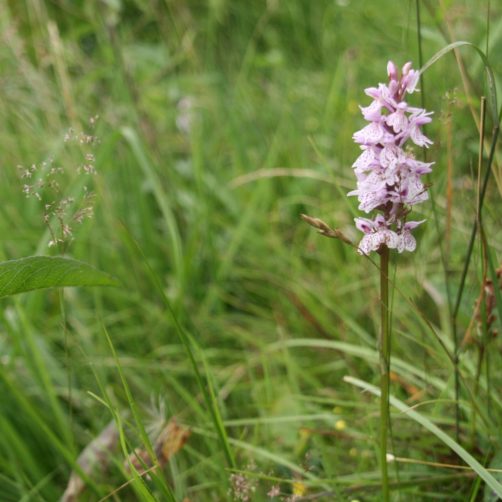 Orchis tachetée (voir l'image en plus grand)