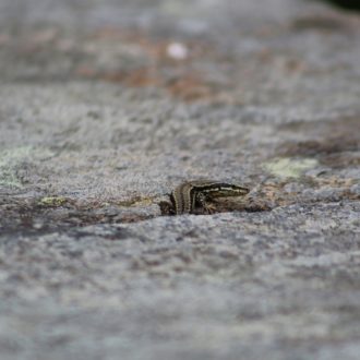 Lézard des murailles (voir l'image en plus grand)