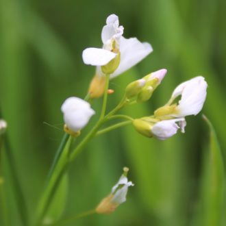 Cardamine des prés (voir l'image en plus grand)