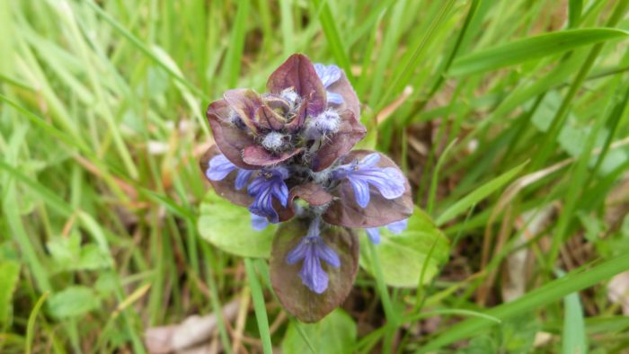 Bugle rampant
