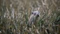 Loutre européenne dans la Réserve naturelle régionale de Plounérin (22)