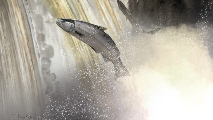 Aquarelle d'un saumon passant un barrage