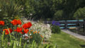 Fleurs devant l'écluse de la Ville Morin à Guipel, sur le canal d'Ille-et-Rance (35)