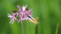 Papillon Aurore butinant une Cardamine des prés