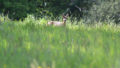 Chevreuil dans une zone de hautes herbes