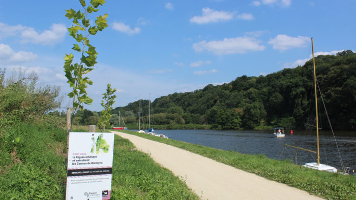 Petits arbres nouvellement plantés le long d'un canal