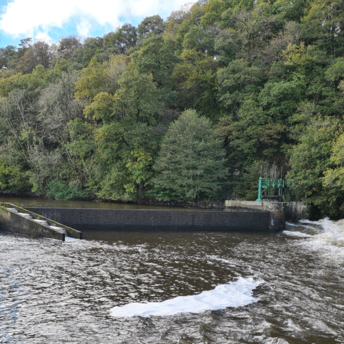 Vue du canal de Nantes à Brest, dan sa partie finistérienne, où le niveau d’eau a été abaissé afin de favoriser la remontée des poissons migrateurs vers le lieu de reproduction (voir l'image en plus grand)